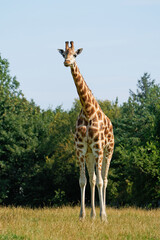 Rothschilds giraffe (Giraffa camelopardalis rothschildi)
