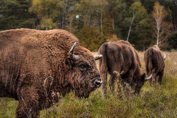 European bison herd walking on a grazing field