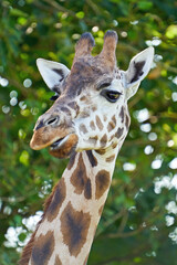 Rothschilds giraffe (Giraffa camelopardalis rothschildi)