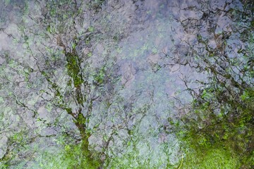 Reflexionen und Bewuchs im fließenden Wasser der Wilden Gera - Die Natur als Künstler- 