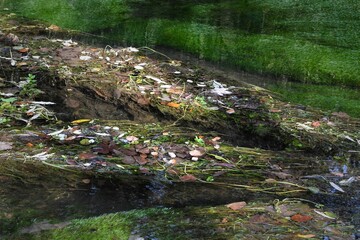 Malerische herbstliche Impression am Fluss - Farbiges Herbstlaub auf  Wasserpflanzen