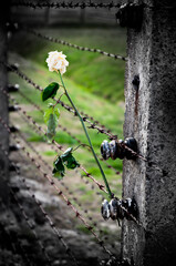 A barbed wire and a white rose