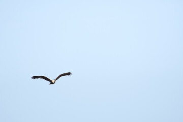 Un falco di palude in un'Oasi naturale protetta in Italia
