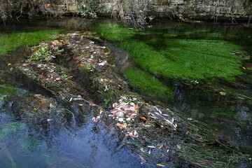 Fototapeta premium Bunte Welt des Herbstes - Farbige Herbstblätter mit Wasserpflanzen auf einem Gewässer