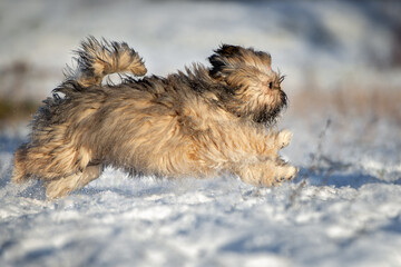 fluffy lhasa apso puppy running in the snow