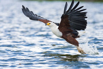 African Fish Eagle (Haliaeetus vocifer) in flight catching a fish from the water, Lake Naivasha, Kenya