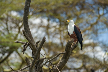 African Fish eagle (Haliaeetus vocifer) perched in dead tree, Lake Naivasha, Kenya