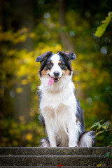 Australian Shepherd