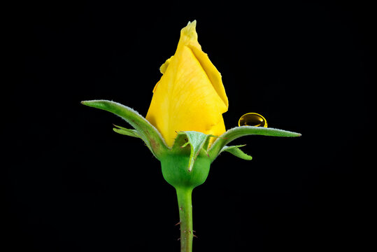 yellow rose flower with watedrop isolated on black background