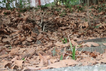 grass and soil