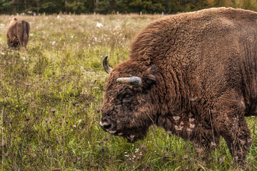 Huge majestic bison on the autumn meadow