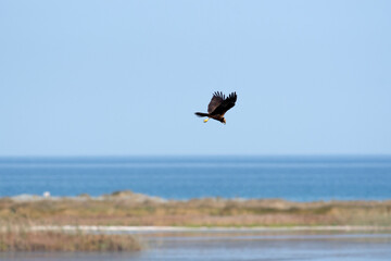 Fototapeta na wymiar Un falco di palude in un'Oasi naturale protetta in Italia
