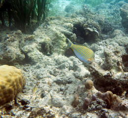 Naklejka na ściany i meble A photo of acanthurus lineatus fish in Togian islands