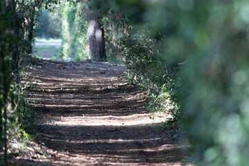 Panorama e vegetazione di un'Oasi protetta dello Stato