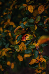 Close up image of orange autumn leaves at soft light.