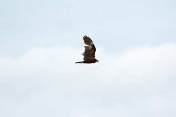 Un falco di palude in un'Oasi naturale protetta in Italia