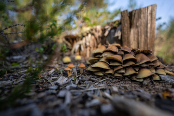 Small mushrooms on the trunk.