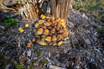 Small mushrooms on the trunk.