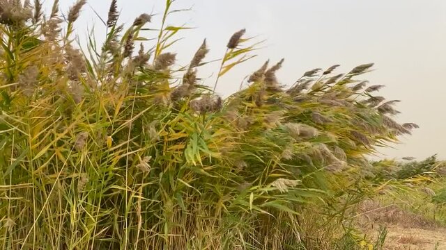 The reeds flutter in strong wind. Steppe grasses in an autumn overcast field bend under a hurricane. bad weather. Storm wind in Rostov region of Volgodonsk, Russia. Slow-motion video. Close up