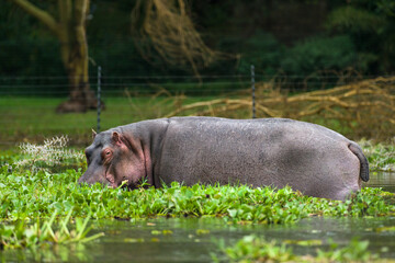 Hippopotamus (Hippopotamus amphibius) standing partially submerged in water, Lake Naivasha, Kenya