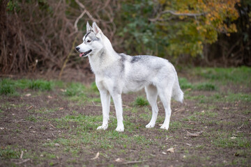 Beautiful shot of a husky dog outside