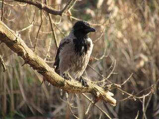 bird