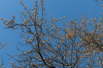 Beautiful texture of branches of wild apple tree with bright yellow apples is on the blu sky background in autumn