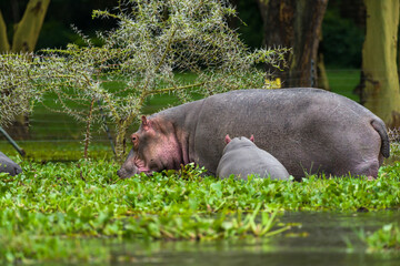 Hippopotamus (Hippopotamus amphibius) mother and calf standing in water hyacinth by shore, Lake Naivasha, Kenya