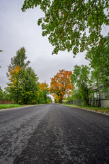Naklejka premium Forest. Nature landscape. Summer.