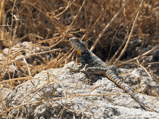 Roughtail rock agama on the rock basking in the sun