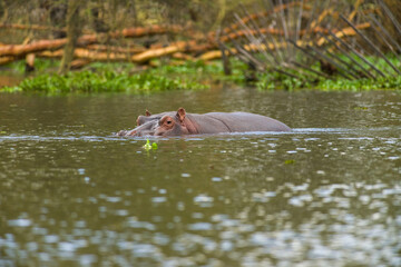 Hippopotamus (Hippopotamus amphibius) partially submerged in water, Lake Naivasha, Kenya