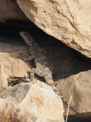 Roughtail rock agama hiding in the shadow between rocks.