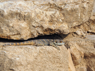 Roughtail rock agama hiding in the gap between rocks.