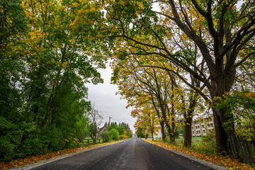Fototapeta premium Autumn landscape with road and beautiful colored trees