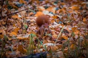 Eichhörnchen im Laub, Wiener Zentralfriedhof, Wien, Österreich