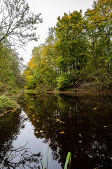 Fototapeta na wymiar Beautiful river in woods. autumn landscape.