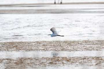 Garzetta in volo in un'Oasi naturale protetta in Italia