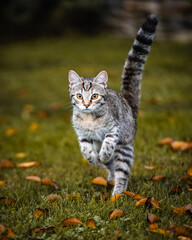 Getigerte Katze in Bewegung