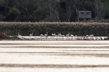 Fenicotteri in un'Oasi naturale protetta in Italia
