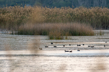 Gli animali fauna di un'Oasi protetta dello Stato
