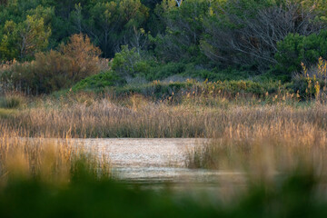 Panorama e vegetazione di un'Oasi protetta dello Stato