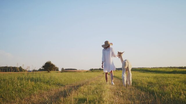 Beautiful Young Caucasian Woman Walk With Pet Alpaca In The Country Beauty Summer Weather Sunset or Sunrise