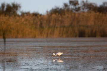 Garzetta in volo in un'Oasi naturale protetta in Italia