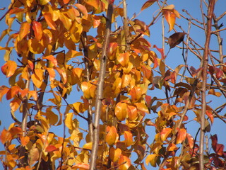 autumn time
foliage