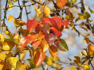 autumn time
foliage