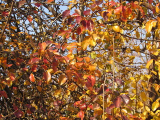 autumn time
foliage