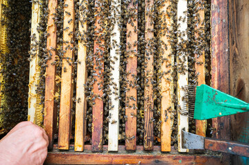 Bees in a hive on a frame