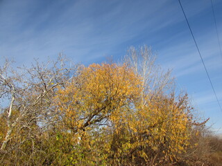 autumn time
foliage