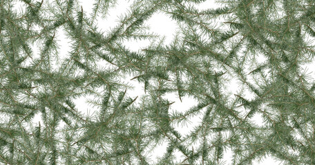 pine tree leaves on isolated white background