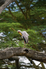 Yellow-billed stork (Mycteria ibis) perched on large dead branch, lake Naivasha, Kenya